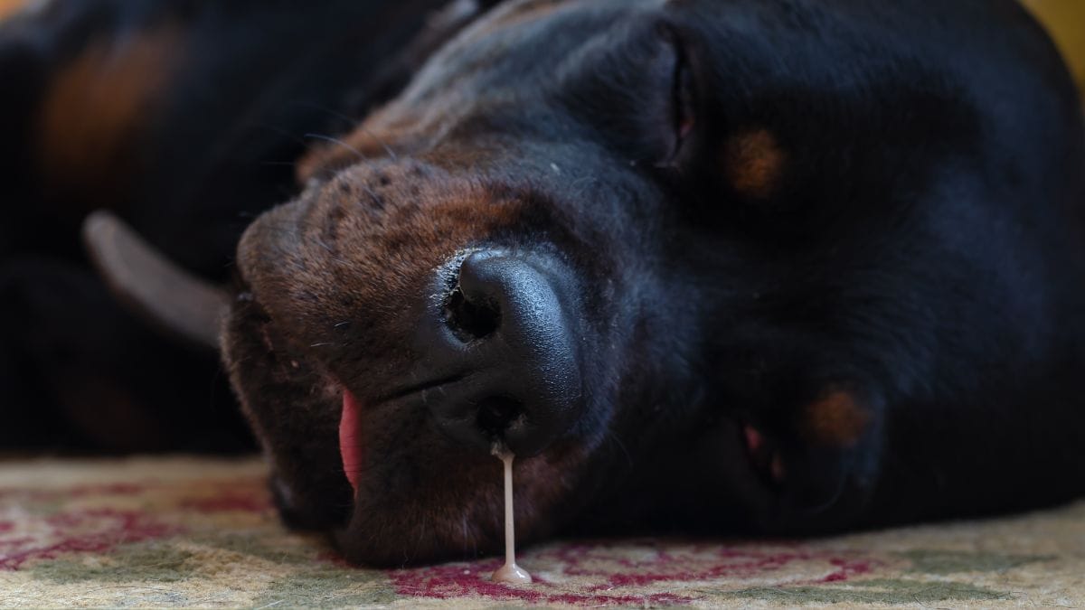 Hund Tropft Aus Der Nase wamiz.de